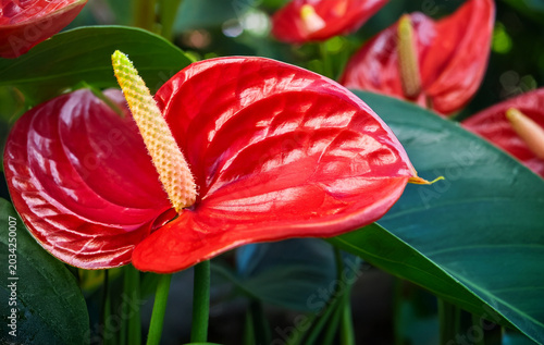 red tulip on green background