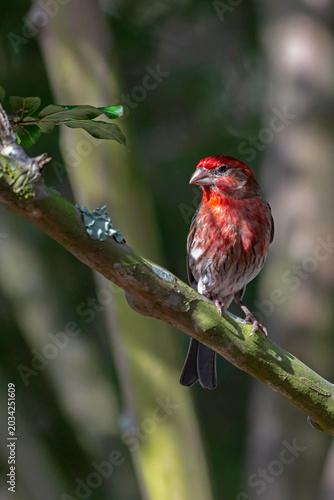 House Finch perched on a tree branch, in partial shadows and with soft bokeh; portrait orientation.