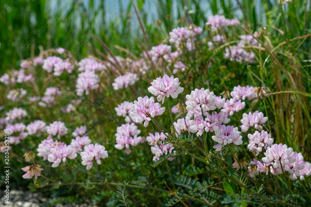 Obraz premium Pink and white wildflowers blooming in clusters along the roadside or in a field. A wide-angle, aesthetically pleasing field of flowers that captures the essence of spring.