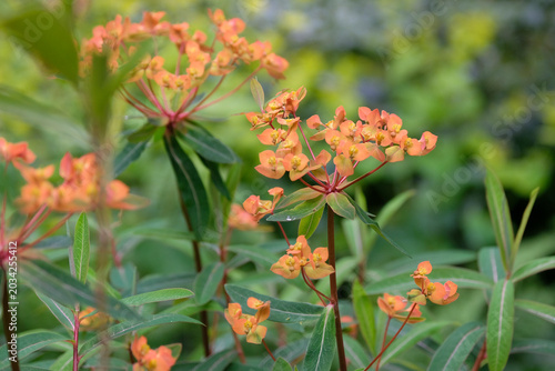 Bild auf Leinwand Orange red Euphorbia griffithii ‘Fireglow’ in flower