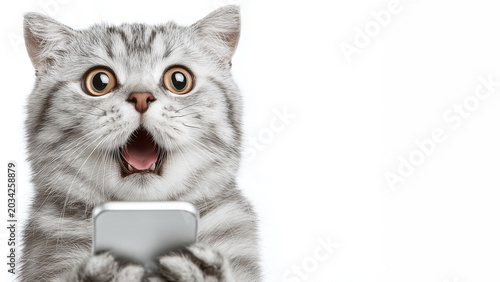 Shocked reaction gray tabby cat surprised by smartphone