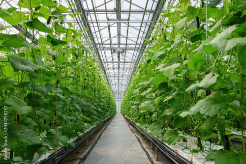 Cucumber plants on trellises in a contemporary glass greenhouse