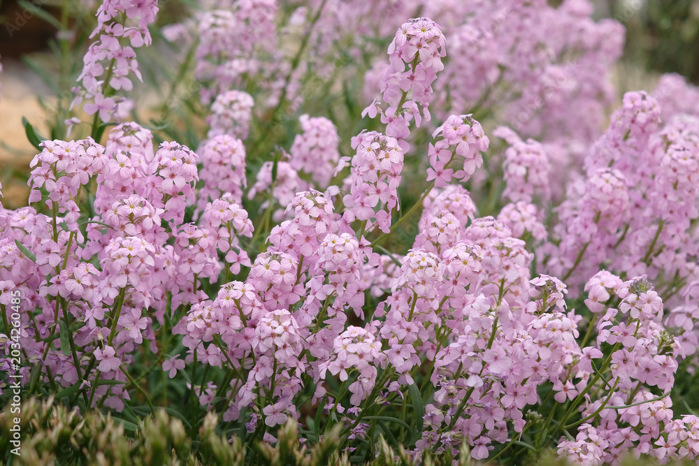Obraz premium Pink Aethionema grandiflorum, Persian Stone Cress in flower.