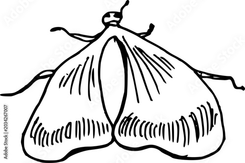 Vintage style realistic moth insect illustration isolated on white