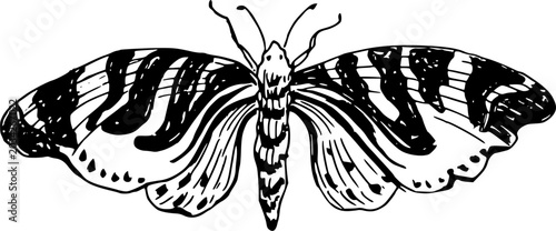 Vintage style realistic moth insect illustration isolated on white