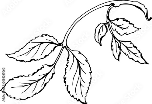 Beautiful handdrawn blooming wildflower botanical vector sketch element