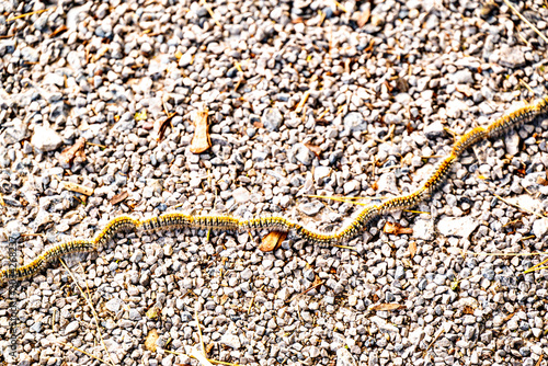 Row of Processionary Caterpillars or Pine Processionary Caterpillar, an invertebrate animal belonging to the family of defoliating Lepidoptera