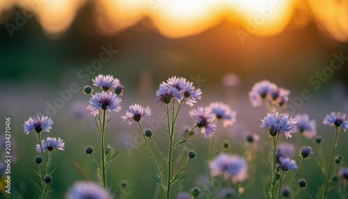 Small Wild Flowers in Field at Dawn, Backlit Sunrise for Spring, Romance or Nature Fine Art Concept
