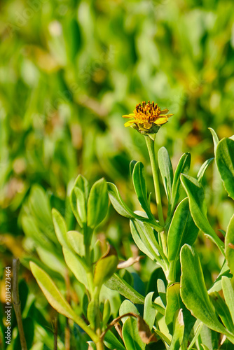 Vászonkép A seaside oxeye flower featuring an insect on its head, captured at dawn