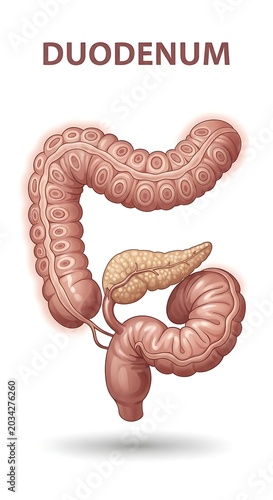 3D medical illustration of the human duodenum anatomy.