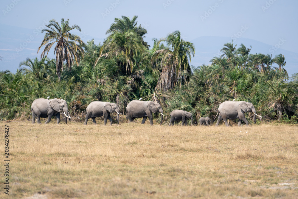 Obraz premium The migrating elephants in Amboseli Park, Kenya