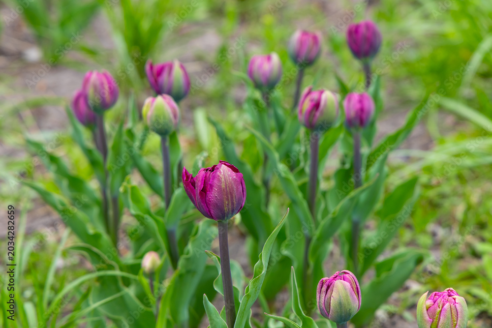 Fototapeta premium Blooming purple tulips brighten the spring garden under soft sunlight