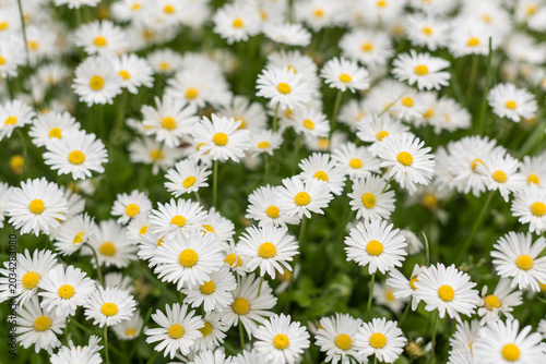 Blooming daisies with selective focus in meadow