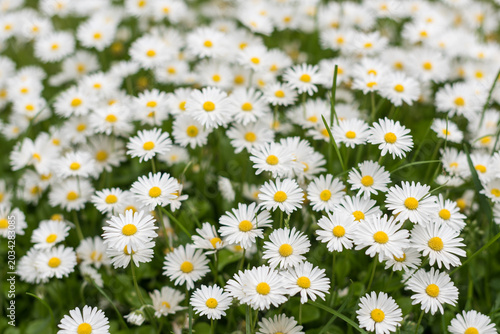 White daisies blooming with soft focus background