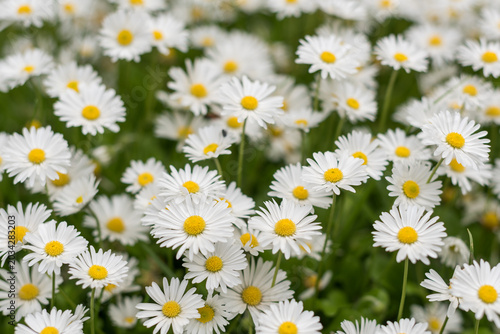 Dreamy white daisies with soft bokeh in natural light