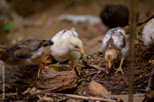 baby chicks
