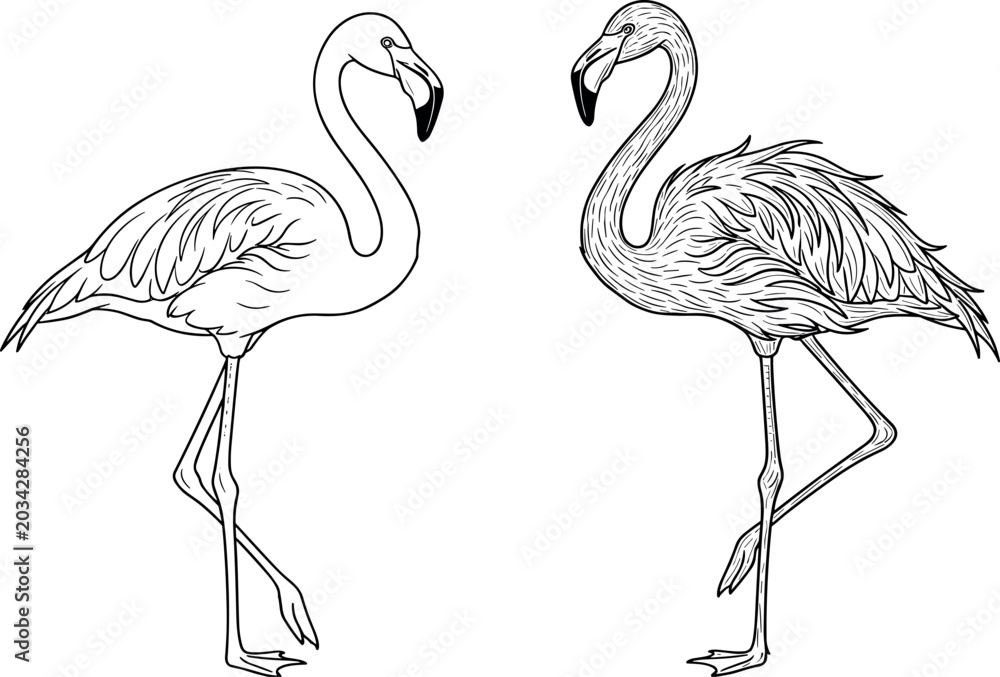 Fototapeta premium Flamingo bird vector engraving set with realistic outline and detailed line art sketch for tropical nature logo zoo design isolated on white background