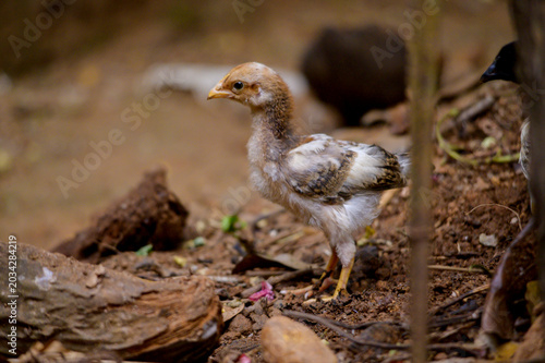 baby chicks