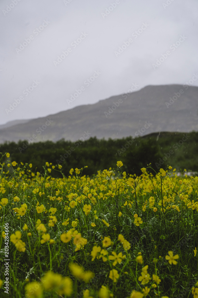 Fototapeta premium Vertical shot of wild yellow flowers in a field during rain in rural Iceland
