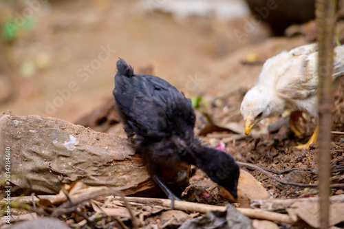 baby chicks