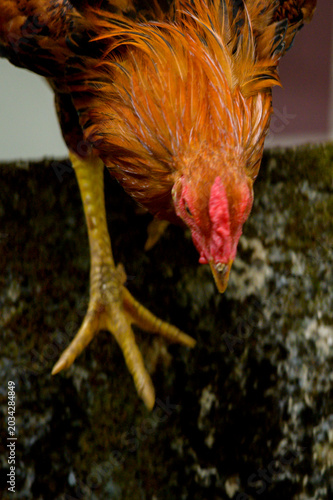 Rooster