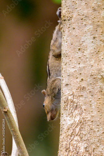 squirrel
