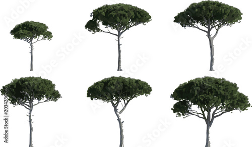 Konstfotografi Stone pine trees collection with different sizes and shapes isolated for green a