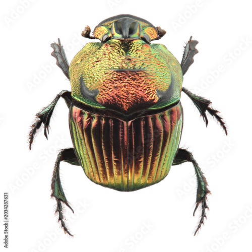 Male of scarab beetle (Phanaeus mexicanus) isolated on white