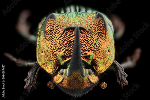 Male of scarab beetle (Phanaeus mexicanus) isolated on black