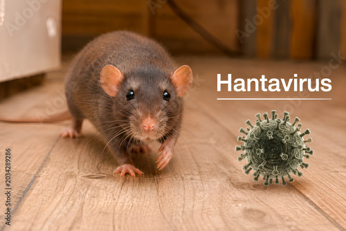 Brown rat on wooden floor with hantavirus virus model and text. Medical awareness and rodent disease transmission concept for design, banner, poster and healthcare article. Close up photography with c