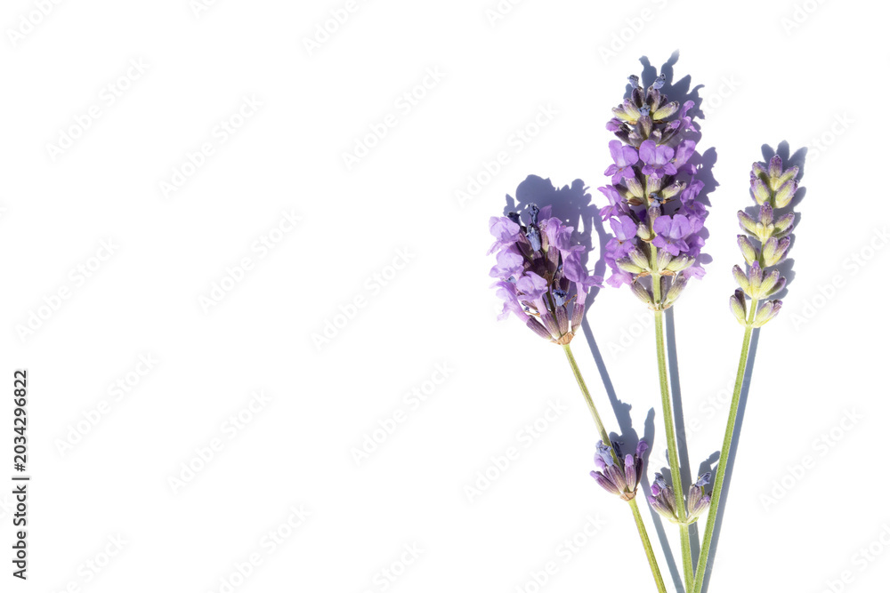 Obraz premium A close-up of a lavender flower with shadow on a white background. A beautiful purple flower, a symbol of nature, beauty, and peace.