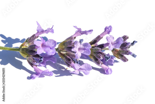 Close-up of lavender flower stem with purple blooms and aromatic herb detail ...