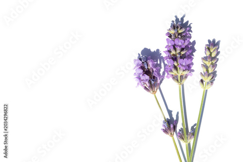 A close-up of a lavender flower with shadow on a white background. A beautifu...