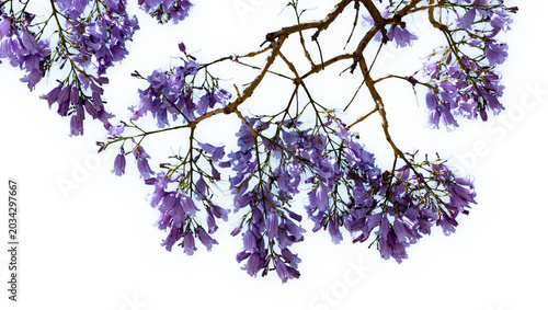 Fotografía Jacaranda mimosifolia, comúnmente llamado jacarandá azul o tarco, árbol subtropical de la familia Bignoniaceae oriundo de Sudamérica cultivado por sus vistosas y duraderas flores violetas