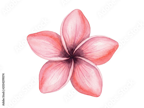 pink plumeria flower png watercolor flower png tropical blossom transparent background image