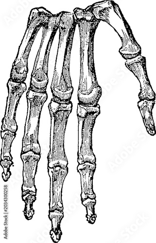 Quadro su tela Vintage medical engraving of hand finger bones skeleton