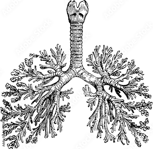 Photos Antique anatomical engraving of the human trachea and bronchial tree