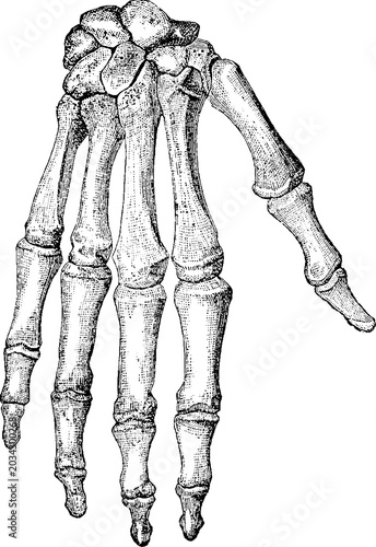Canvastavla Vintage anatomical engraving of human finger bones and joints