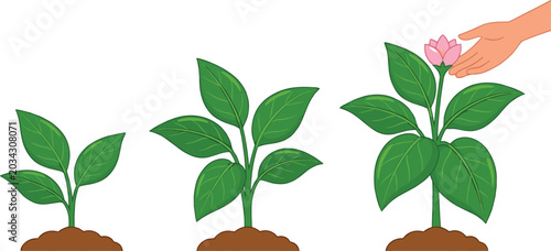 Bild auf Leinwand Plant growth stage illustrations with seedling, mature flowering plant, nurturin
