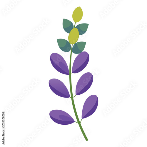 baptisia australis flower with branch on white background