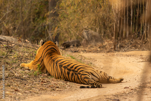 Back of a Male Bengal or Indian Tiger Lying on a Forest Track Showing its Stripes in Pench National Park in India