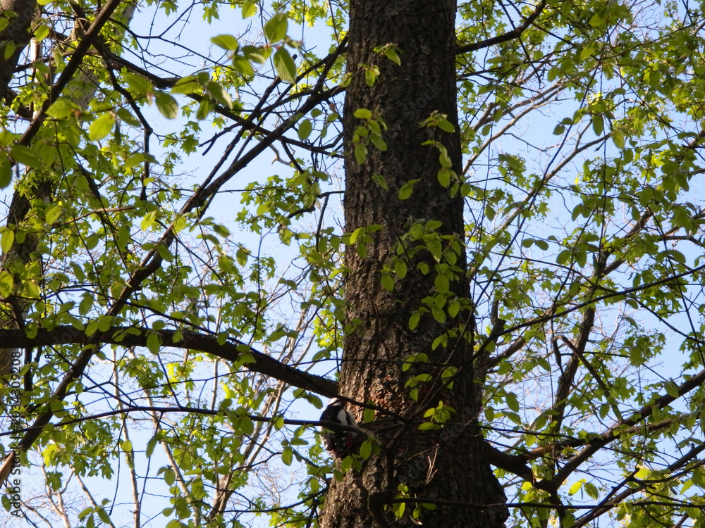 Fototapeta premium Great spotted woodpecker sitting on tree trunk in spring. Small fresh green leaves surround the bird in soft natural woodland light.