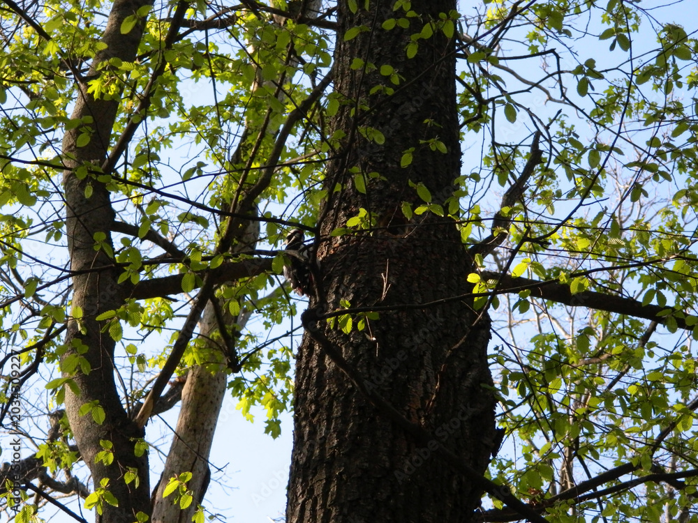 Fototapeta premium Great spotted woodpecker sitting on tree trunk in spring. Small fresh green leaves surround the bird in soft natural woodland light.