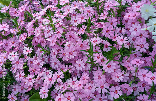 Nature. Wildflowers. Colorful carpet of wildflowers.