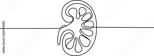 Fotografía Continuous single line drawing of human kidney organ anatomy concept showing int