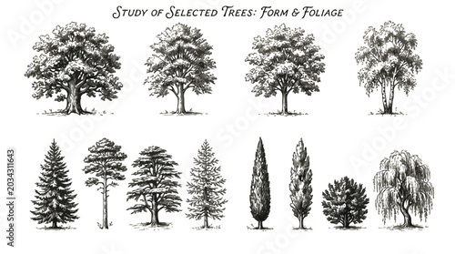 Vintage botanical illustration collection of trees shrubs and ferns