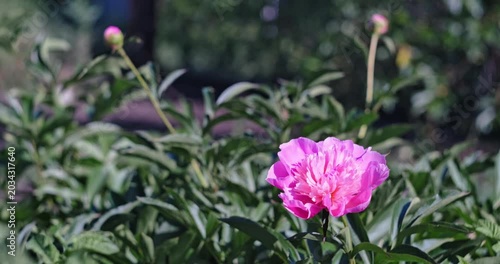 Vibrant pink peony flower blooming in a lush summer garden with flower buds and green foliage