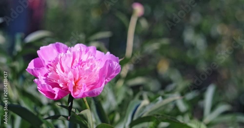 Pink peony flower blooming in a sunny summer garden with green bokeh background and copy space