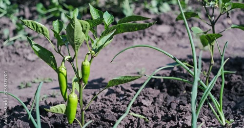 Young green chili pepper plant growing in the fertile soil of an organic vegetable garden