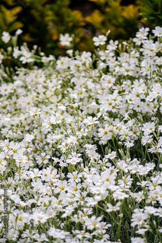 Abundant small white flowers in a summer garden. A dense patch of delicate white flowers blooms under gentle daylight. Creating a peaceful, natural, and fresh atmosphere in a garden. Selective focus.